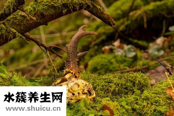 怎么樣快速煮排骨粥