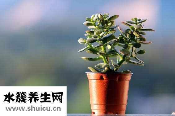 圣華曦藥業怎么樣