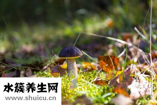 花椰菜怎么做好吃