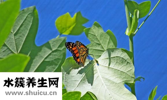 李寧書包怎么樣