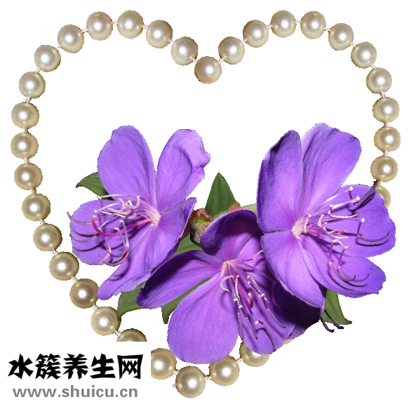 真伊單磊怎么樣