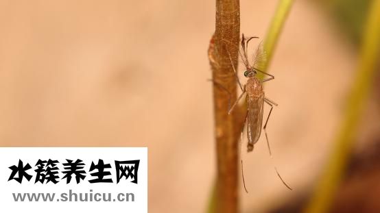 蚊子如何過冬