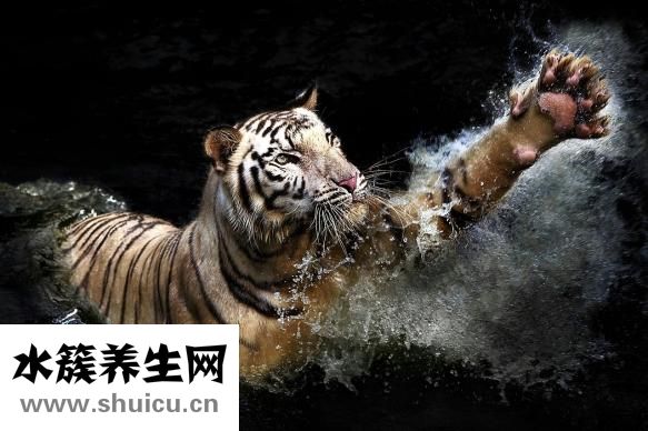 真伊單磊怎么樣