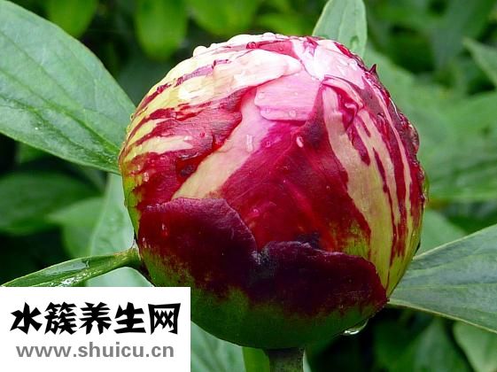 紅牡丹家紡怎么樣