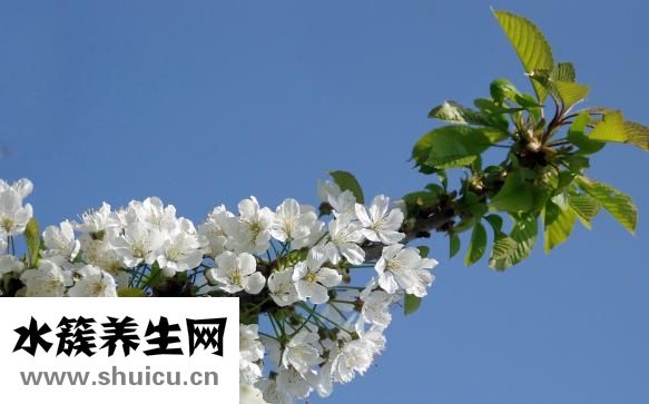 圓臉剪什么發型好看