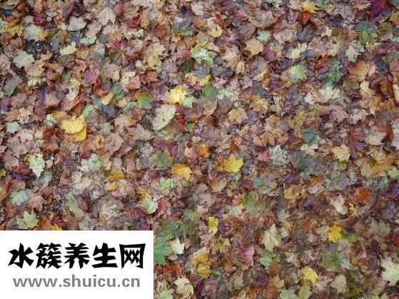 怎么樣肉不變色