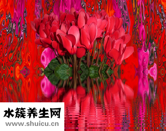 風信子的花語是什么