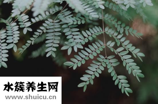 胃下垂吃什么藥