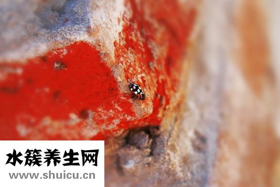 胃下垂吃什么藥