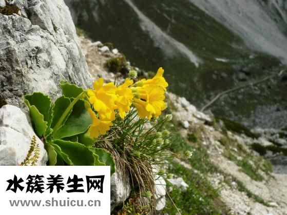 吃什么可以排毒養顏