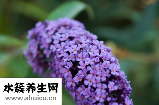 花期參放了會怎么樣