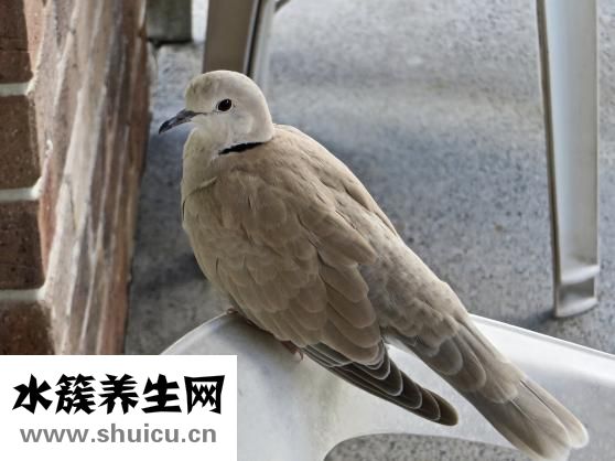 怎么樣養小鳥