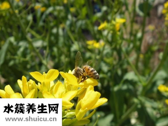 冬天喝什么茶好