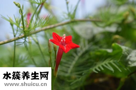 寶寶拉稀怎么回事