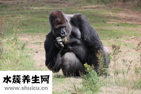 優(yōu)時(shí)比發(fā)展怎么樣