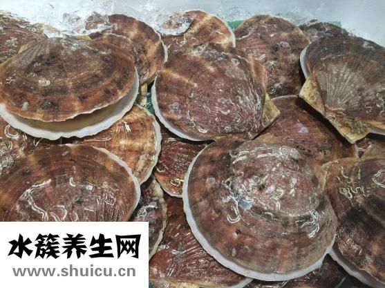 扇貝英語怎么樣