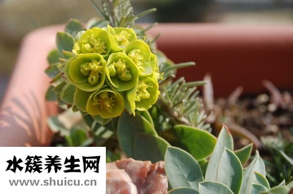 沒有準生證會怎么樣