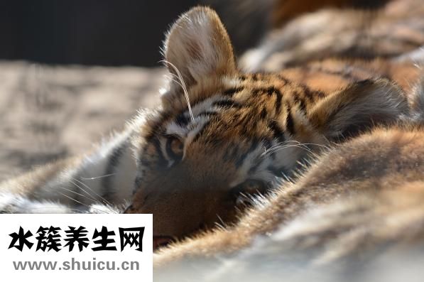 豹龜怎么養(yǎng)