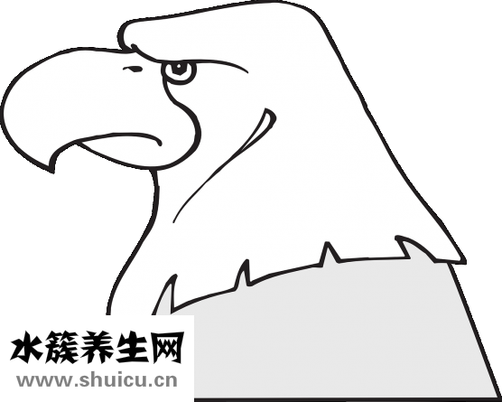 貓頭鷹怎么樣泡酒