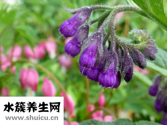 花印藥用美白怎么樣