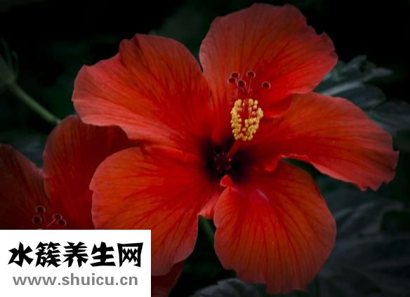 樸槿惠為什么不結婚