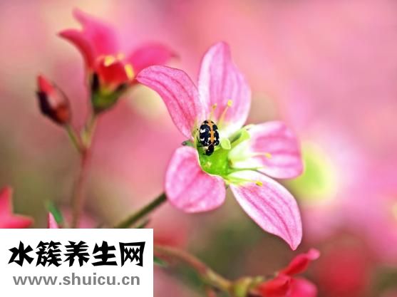 柯受良怎么去世的