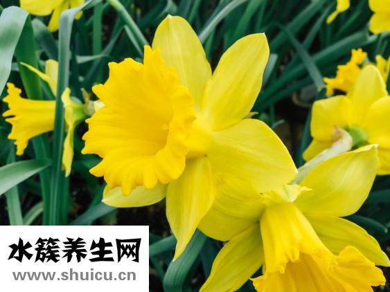 男孩孫鉞怎么樣