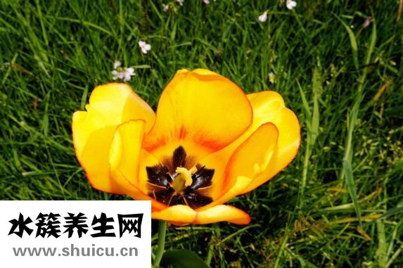 懷孕牙痛怎么辦