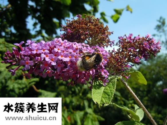 怎么樣發海螺干