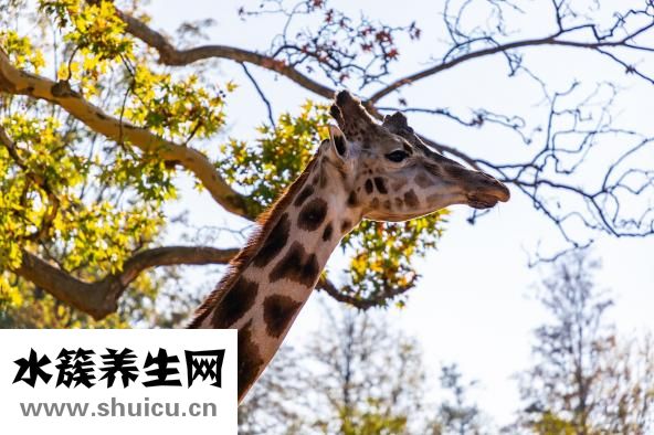 脖子皮膚松弛怎么辦