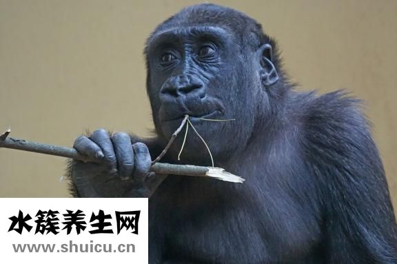 優(yōu)時(shí)比發(fā)展怎么樣