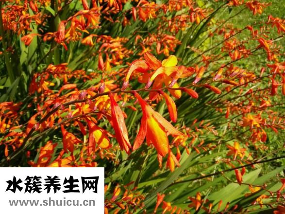 速購國際女裝怎么樣