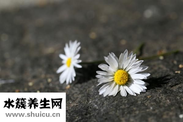 雛菊香水怎么樣