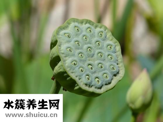 桂花樹怎么樣分類