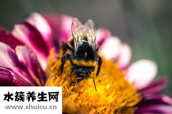 吃什么對胃有好處