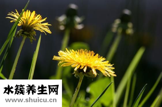 孕婦消化不良吃什么