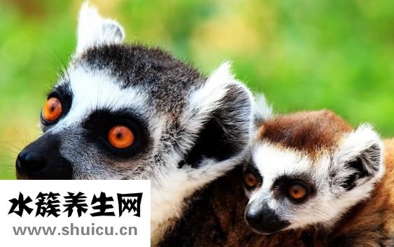 嬰兒奶瓶什么材質好