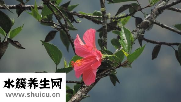 樸槿惠為什么不結婚