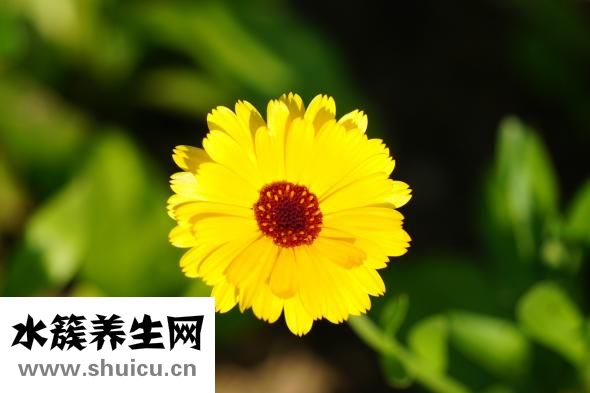 花印藥用美白怎么樣