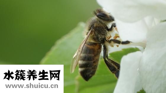 蜜蜂推廣團隊怎么樣