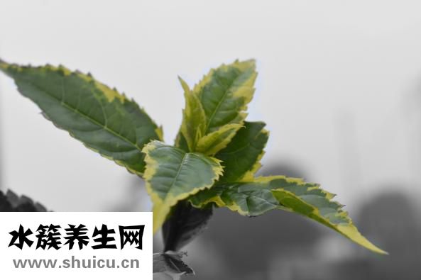 金功夫保健品怎么樣