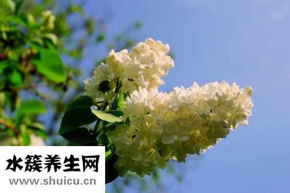 塑美減肥效果怎么樣