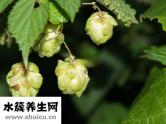 五毒透骨貼怎么樣