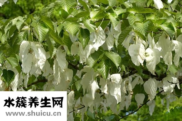 神農世家怎么樣