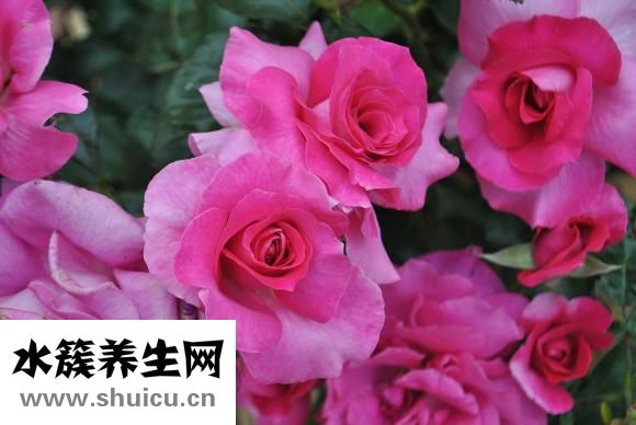 綠傘彩漂怎么樣