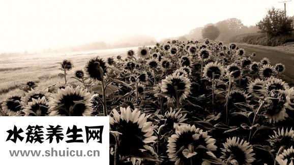 泰國香菜品種怎么樣