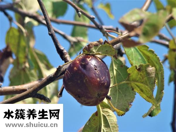 怎么樣辨別草雞