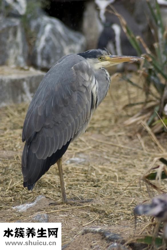 怎么樣瘦背上的肉