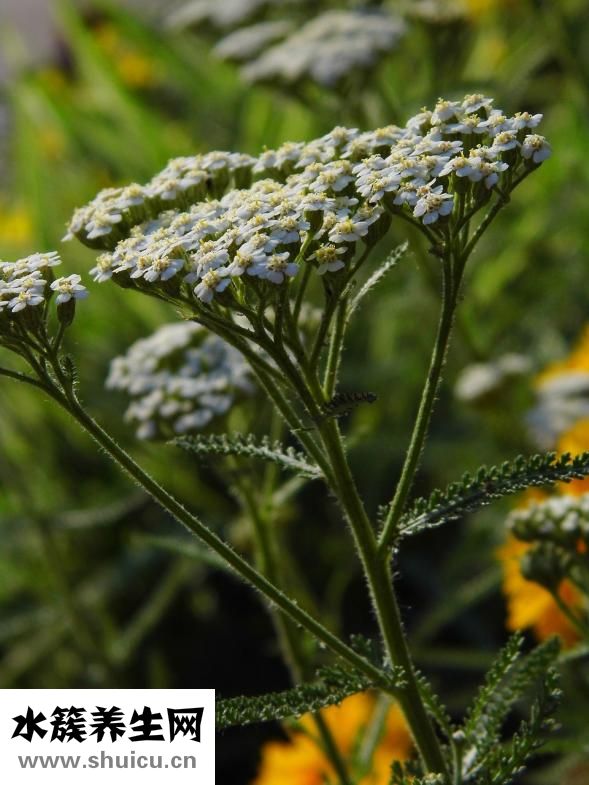 花印藥用美白怎么樣