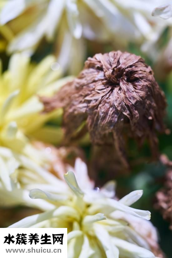 吃什么對胃有好處